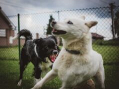 সঠিক কুকুরকে খাওয়ান।