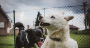 সঠিক কুকুরকে খাওয়ান।